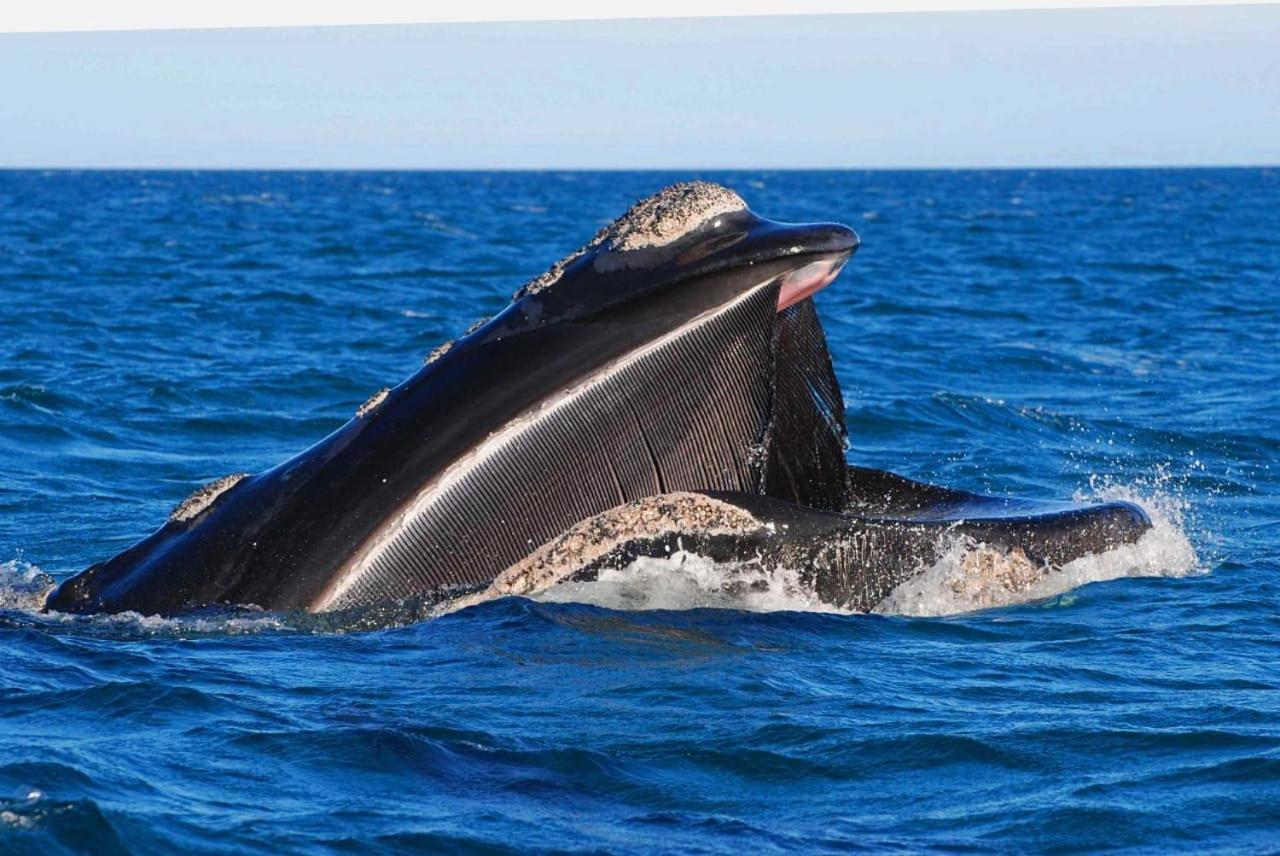 El Canto De La Ballena Loft 1 Puerto Pirámides エクステリア 写真